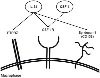 Interleukin-34-regulated T-cell responses in rheumatoid arthritis